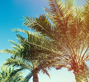 Palm trees under a perfect blue sky.