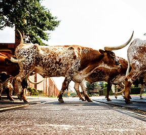 Longhorn cattle crossing the street.