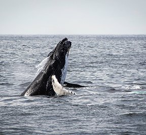 Whale breaching the ocean water.