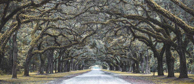 Looming oak trees lining a dirt road.