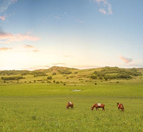 three horses on an open prairie under a beautiful sunset.