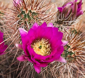 pink cactus flower