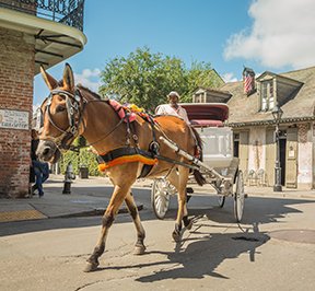 Mule drawn carriage in the French Quarter. 