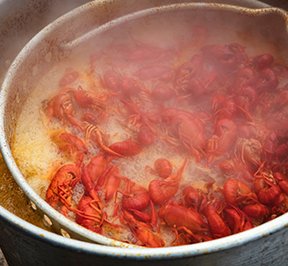 Steaming bucket full of orange crawdads. 