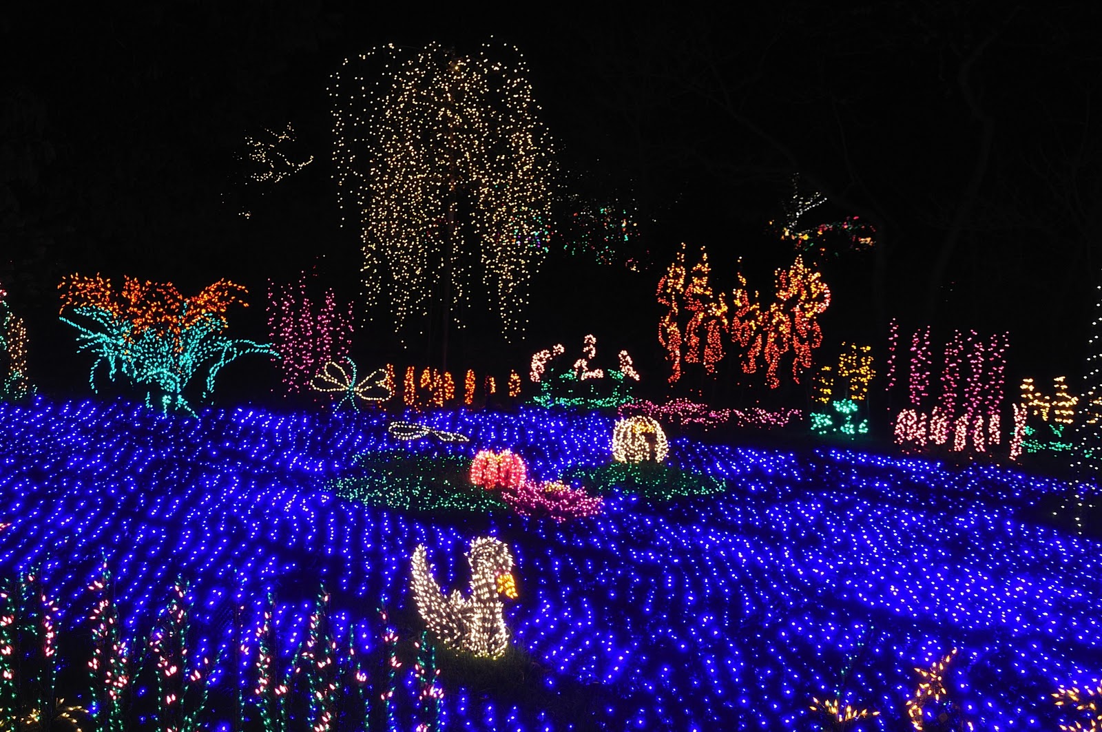 Garden_D'Light_044